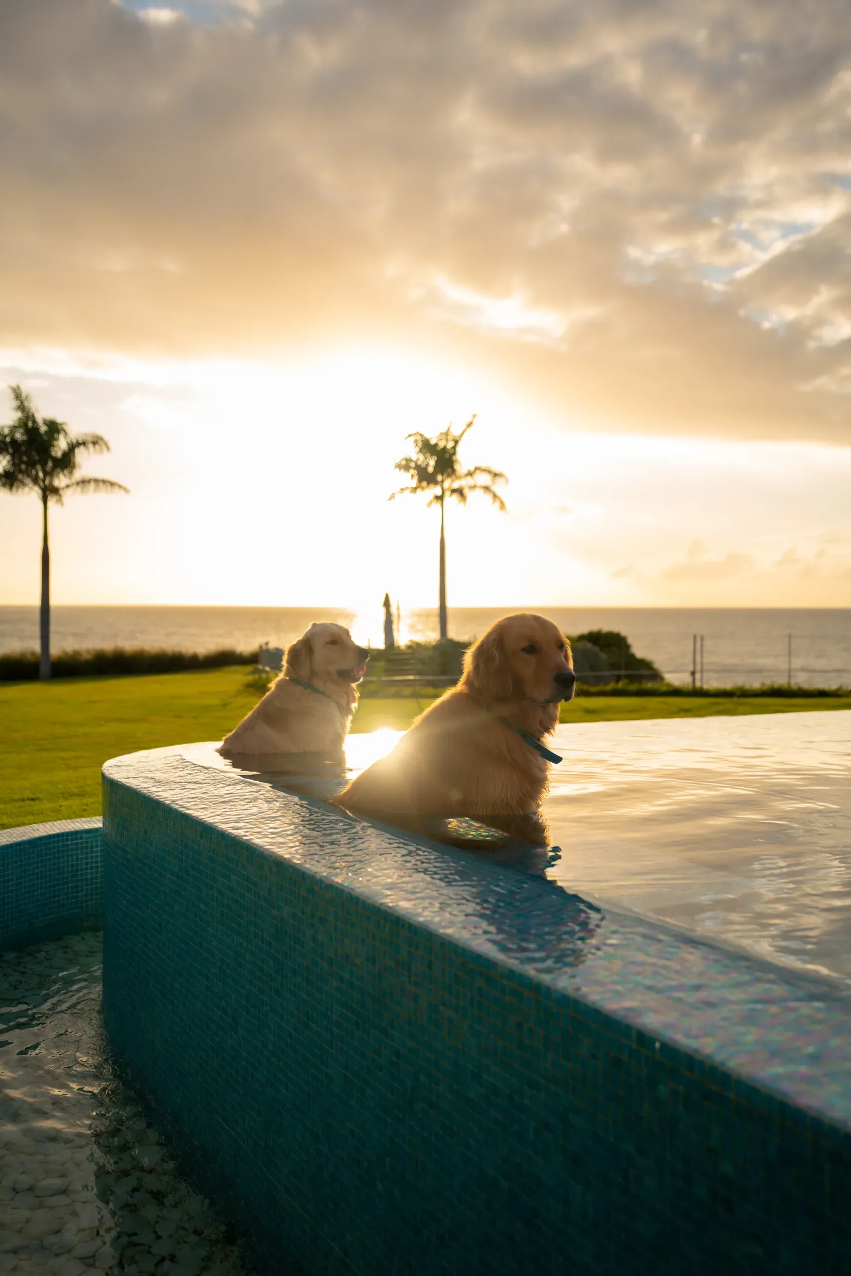 The estate dogs cooling off in the pool at sunset